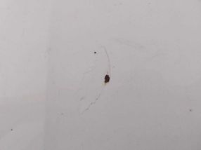 Skoda Octavia - 2016