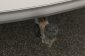Volvo XC90, 2021